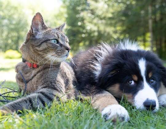 Microchip nel cane e nel gatto