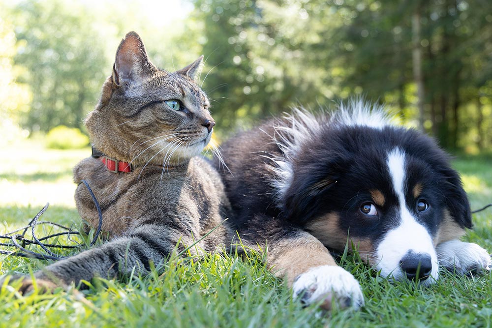 Microchip nel cane e nel gatto