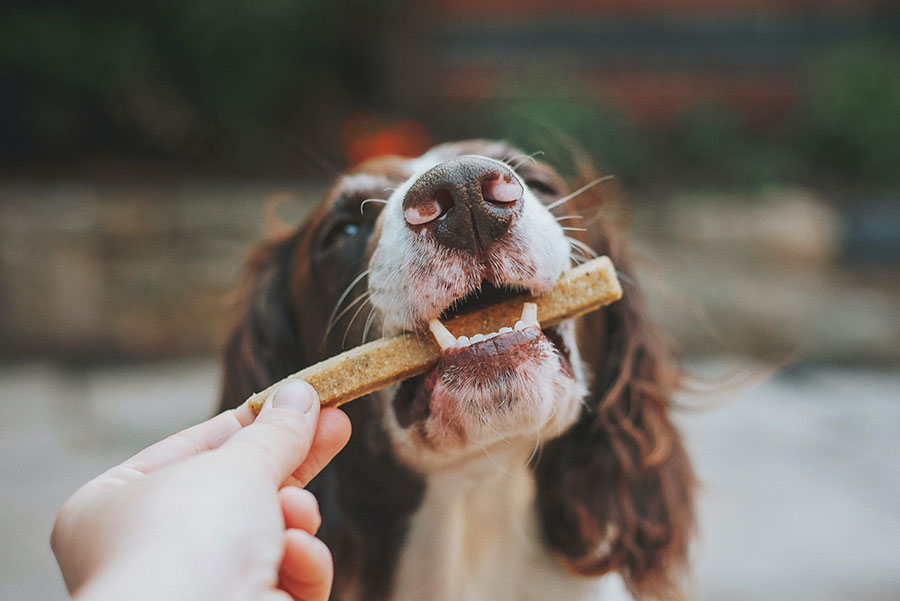 Dottoressa, ma cosa posso dare da mangiare a Fido e a Micio?