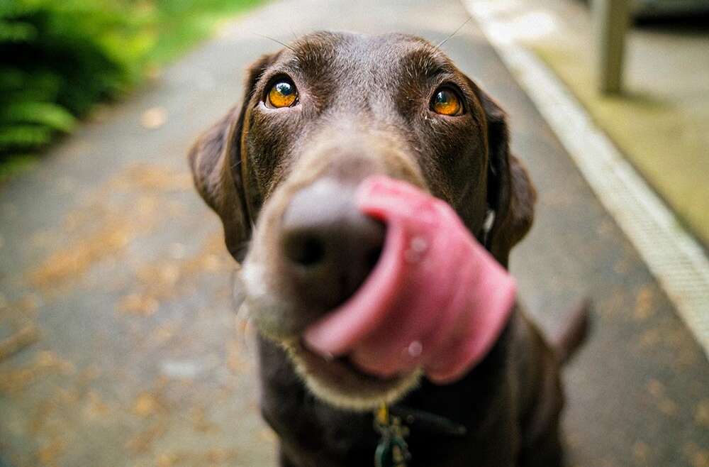 La vaccinazione nel cane: cosa, come, quando, perché.