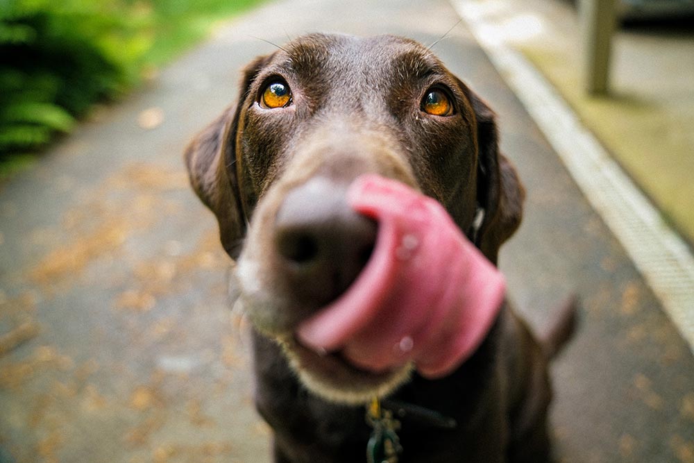 La vaccinazione nel cane: cosa, come, quando, perché.