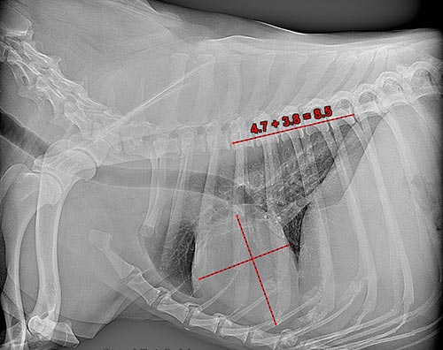 radiologia